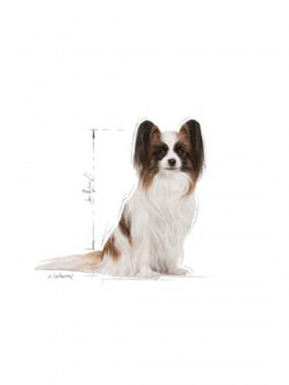 SHN XSMALL ADULT 8+_web3